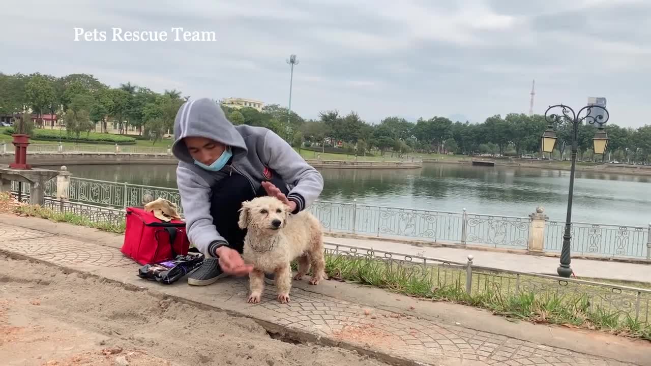 Rescue the dog that lives wandering in the park, no one cares