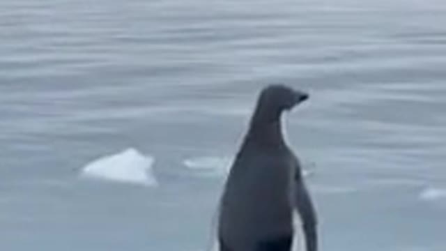 A penguin jumped into a boat to escape from a hungry seal