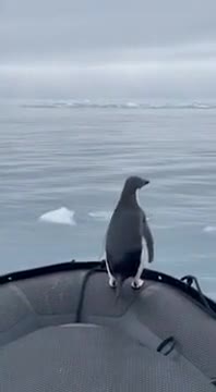 A penguin jumped into a boat to escape from a hungry seal
