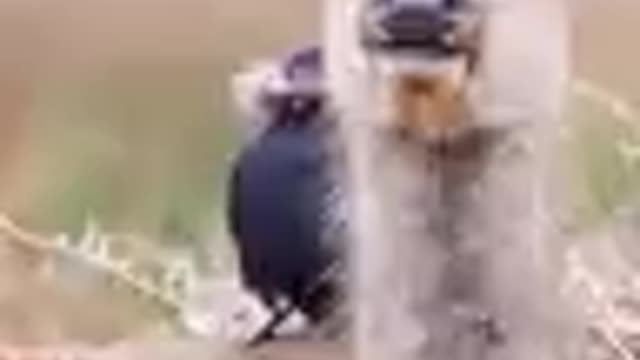 Birds shopping at the home store.