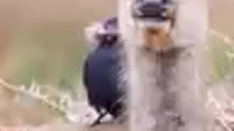 Birds shopping at the home store.