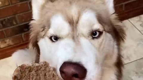 This dogs like football