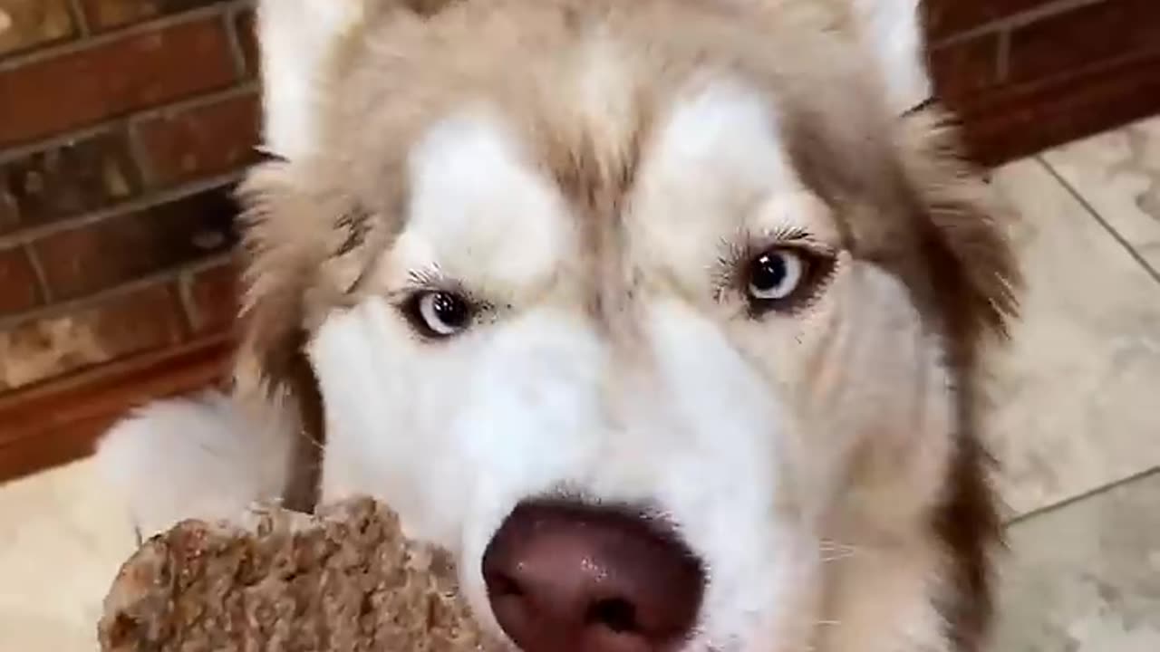 This dogs like football