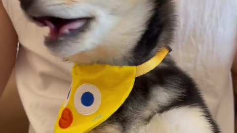 Immersive dog feeding!~