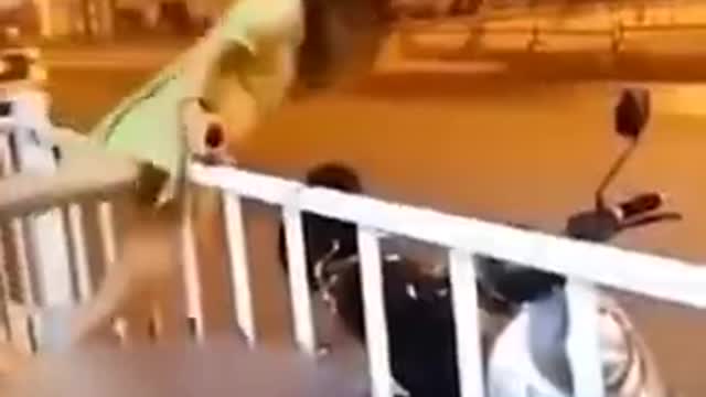 Cute And Funny Animals