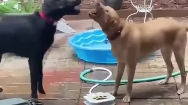 They're playing
