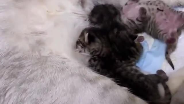 What’s it? Baby cat?