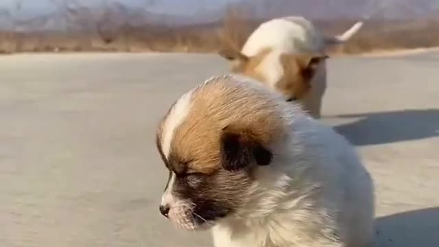 Little puppy fall asleep on the street