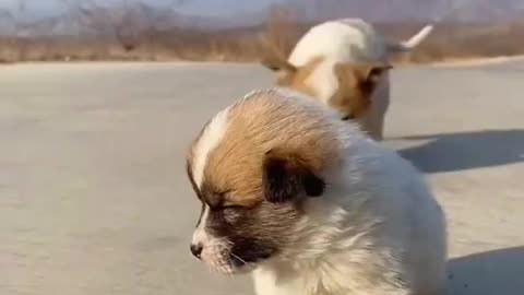 Little puppy fall asleep on the street