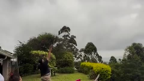 Feeding yellow-billed kites in the backyard