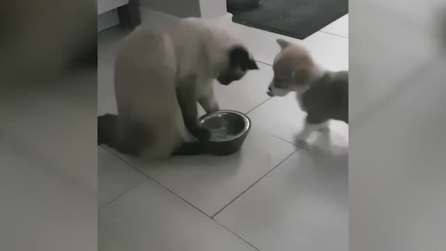 Try Not To Laugh : Funniest Cat Videos #2 - Best Funny Animal Videos