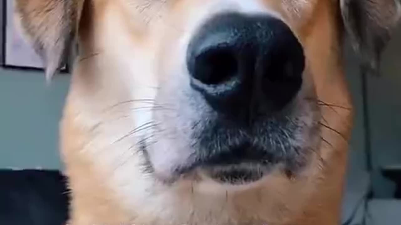 Dogs funny videos)anilmal