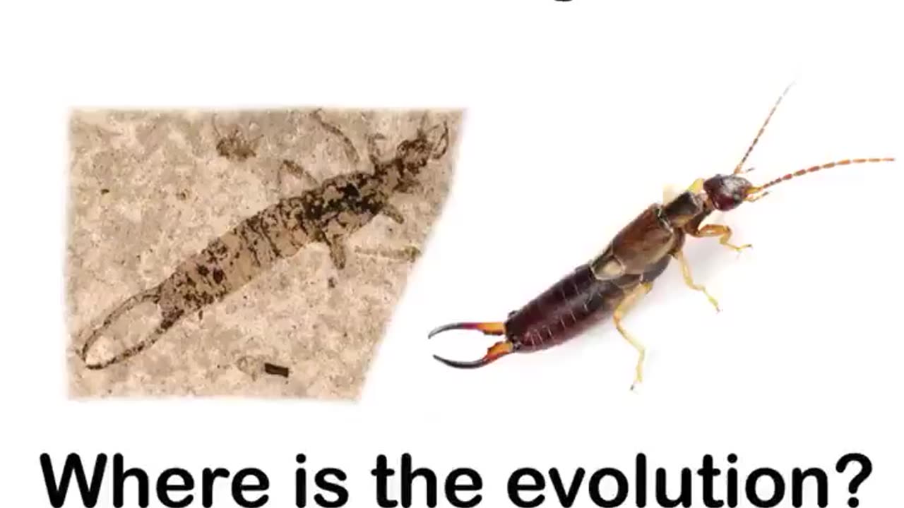 Where is the evolution?