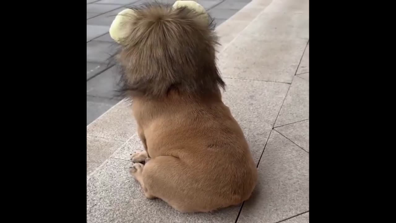 Cute dog is playing in rain and he is looking like lion | Animal Mode