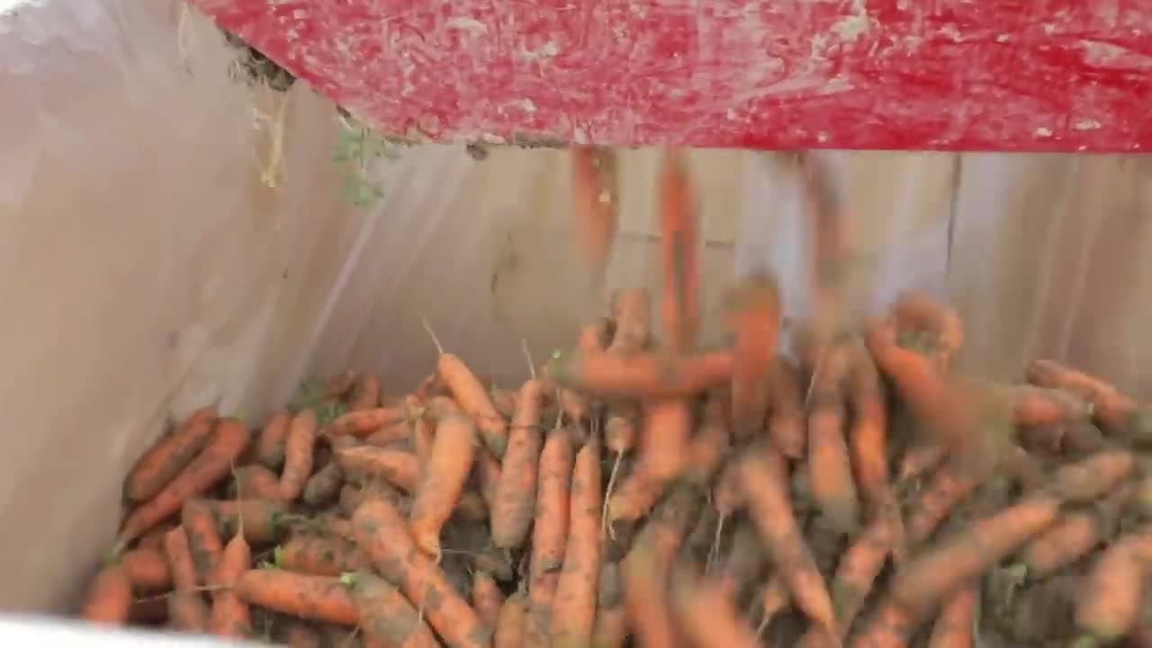 Carrot Juice Making Process | Modern Carrots Harvesting Machine | How Carrot Juice Is Made