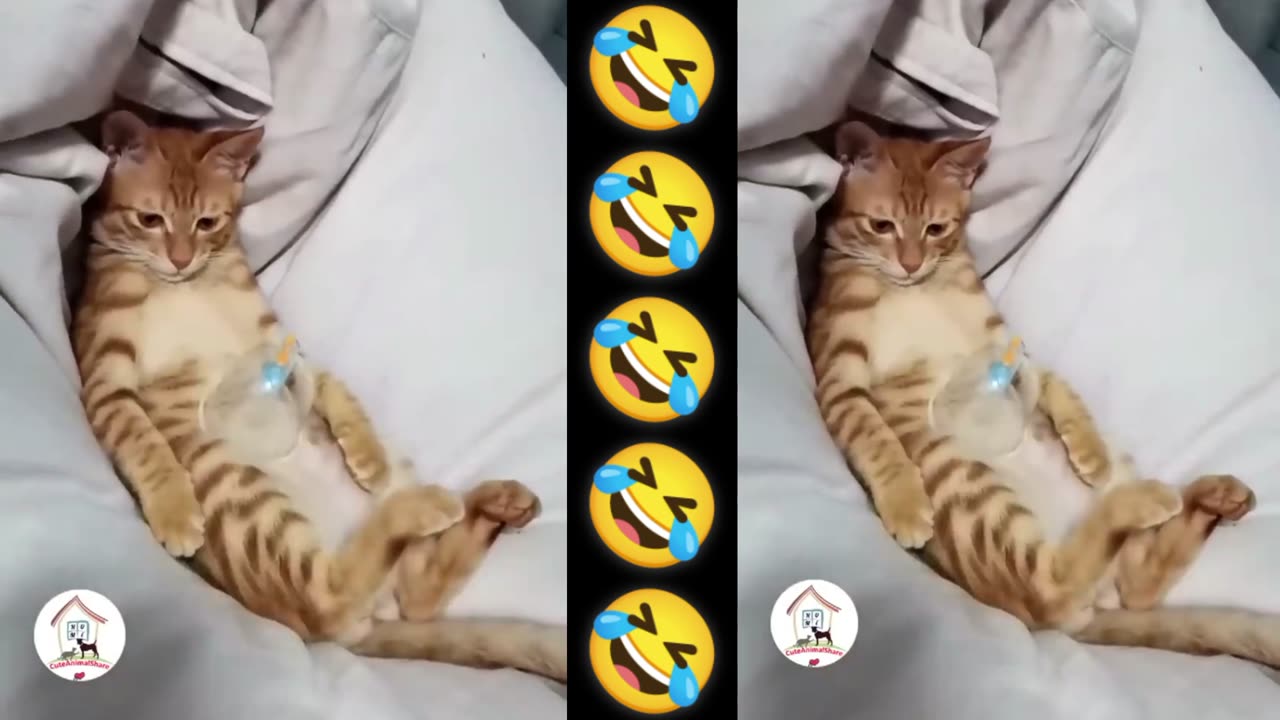 Cat 🐈 and dog 🐕 funny video clip 🤣🤣🤣