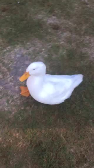 ItsADuckLife chasing the dog