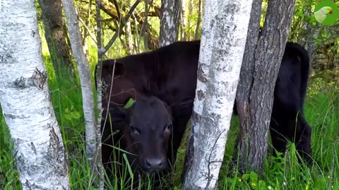 lovely momma cow and calf vieo