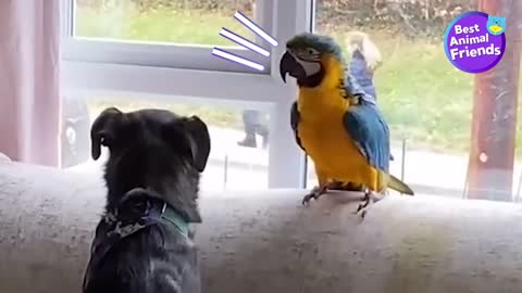 Parrot Is NOT Welcome In Dog's Home