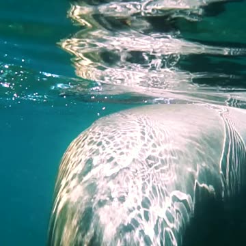 😍THEY ARE LIKE PLAYFUL PUPPIES IN THE OCEAN😍