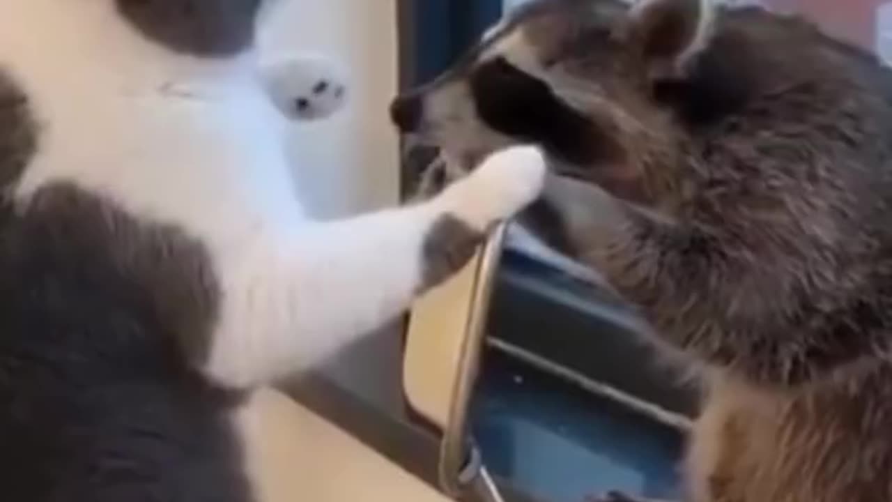 cute animals | Cats | shorts