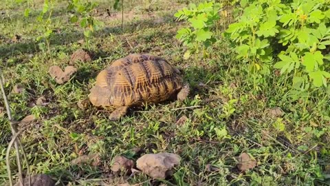 Rain and Animals: The Hidden Bonds of Nature