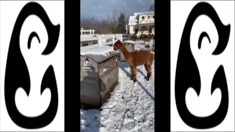 🦙Cute Alpacas & Llamas Compilation (Cuteness Overload) TikTok 2023🦙