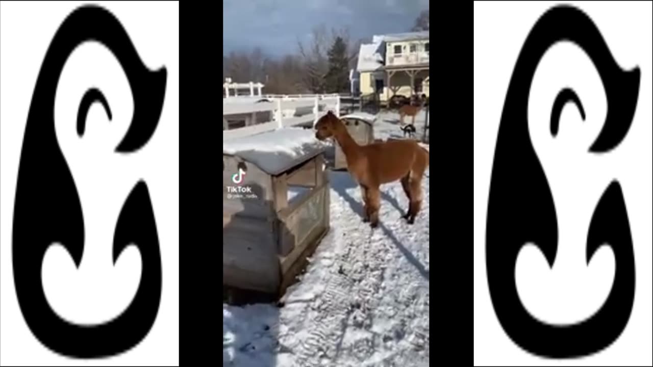 🦙Cute Alpacas & Llamas Compilation (Cuteness Overload) TikTok 2023🦙