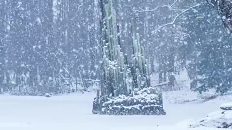 Walking in the snow