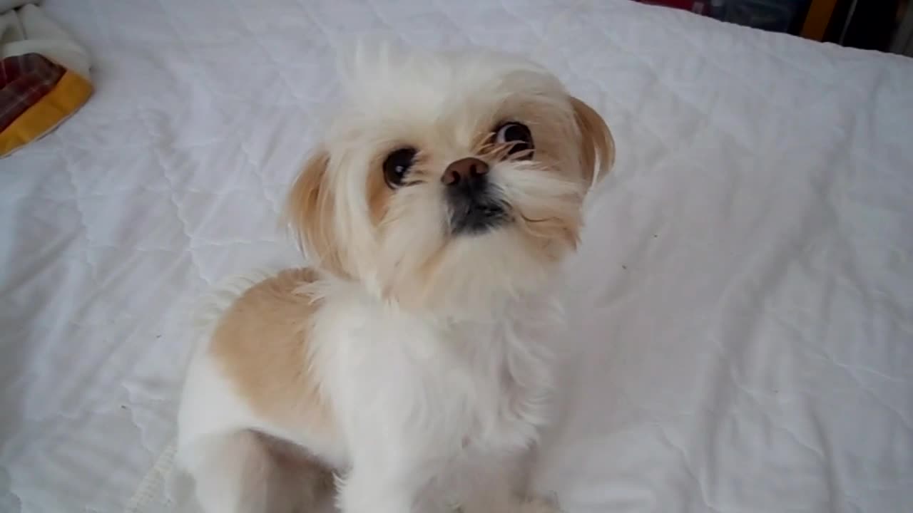 Dog barking on the bed