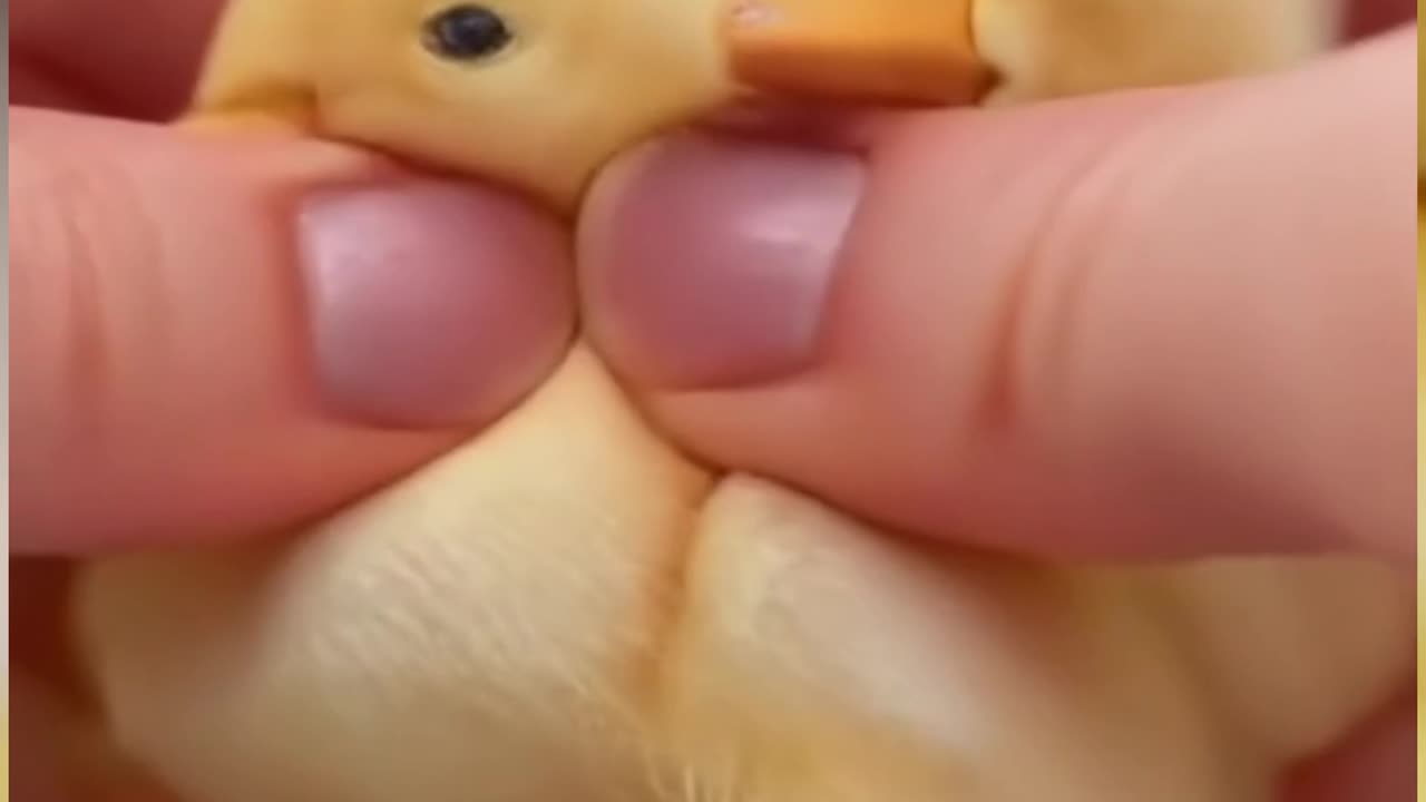 chick squeezing