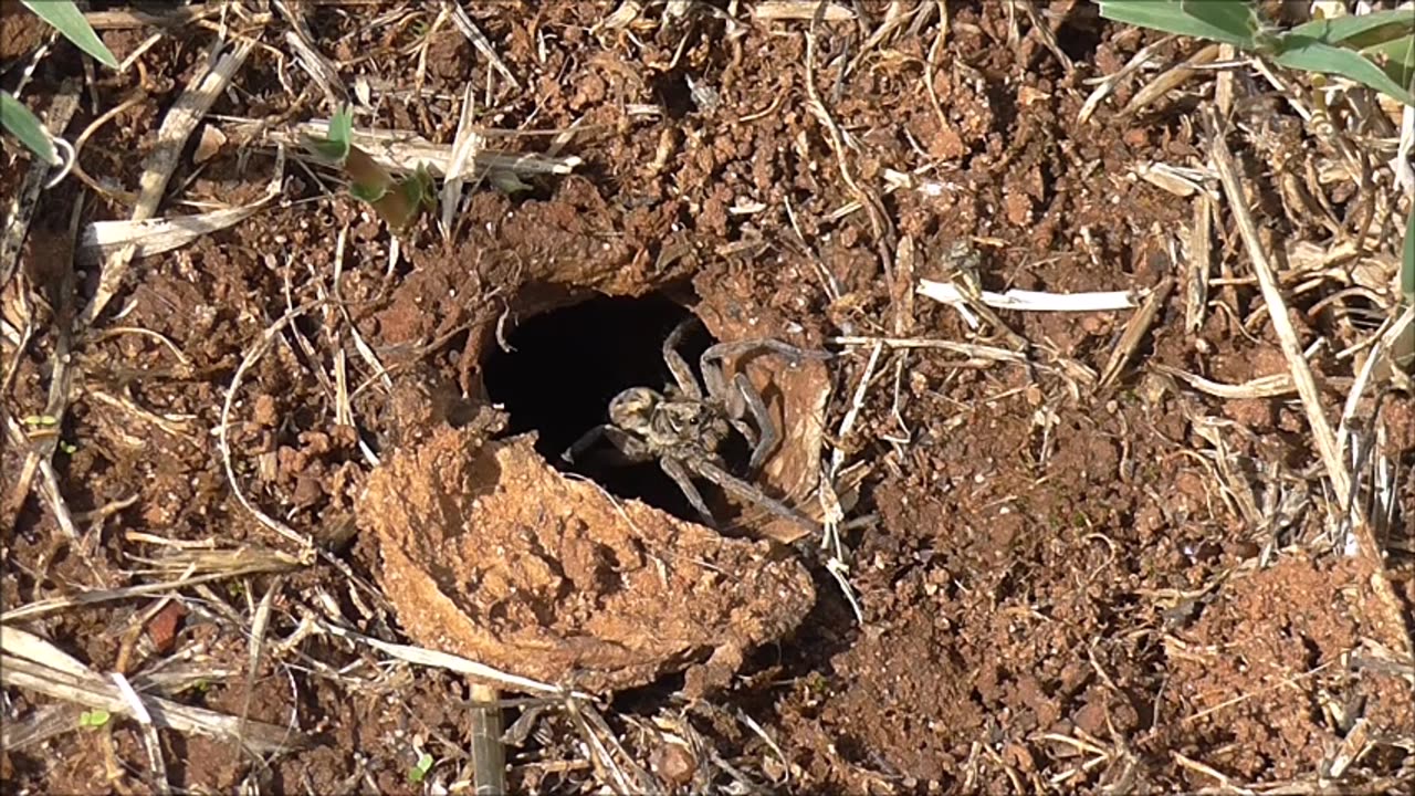 Wolf Spider Moves Into New Home