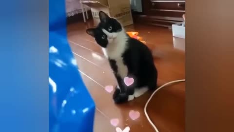 Awesome SO Cute Cat ! Cute and Funny Cat Videos to Keep You Smiling! 🐱10