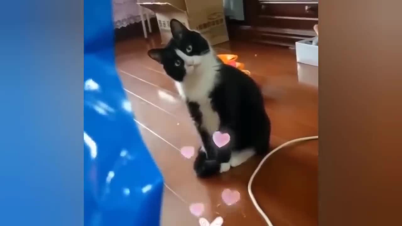 Awesome SO Cute Cat ! Cute and Funny Cat Videos to Keep You Smiling! 🐱10
