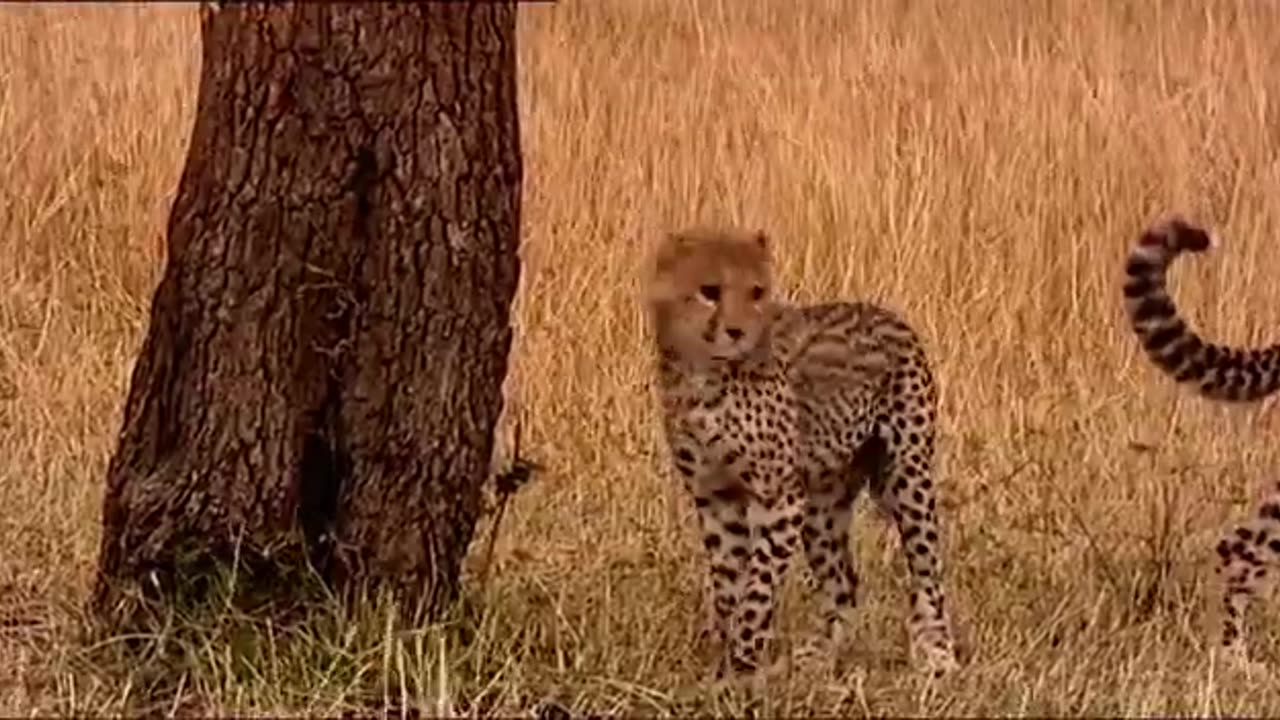 Cute Cheetah Cub Climbs A Tree