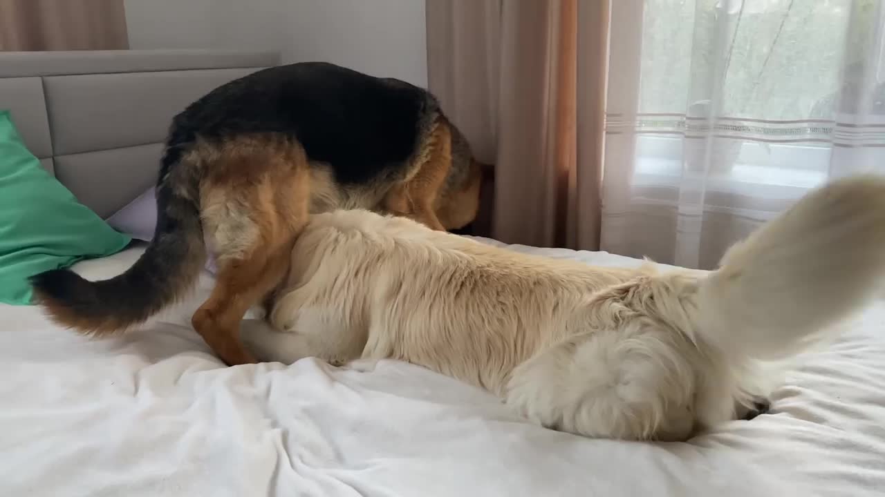 Golden Retriever and German Shepherd are Best Friends Forever