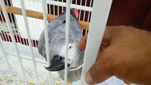 Parrot like to massage his head