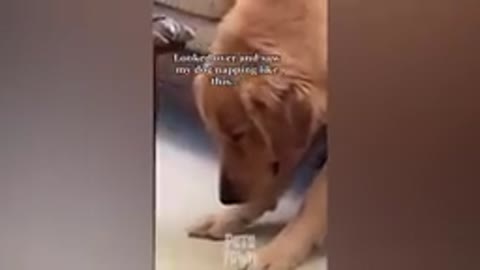 Funny dog vids