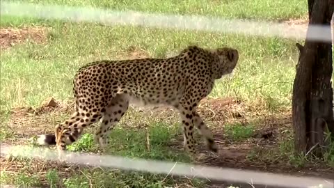 First cheetah cubs born in India since extinction