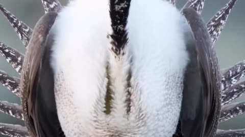 Birds In Happy Mood