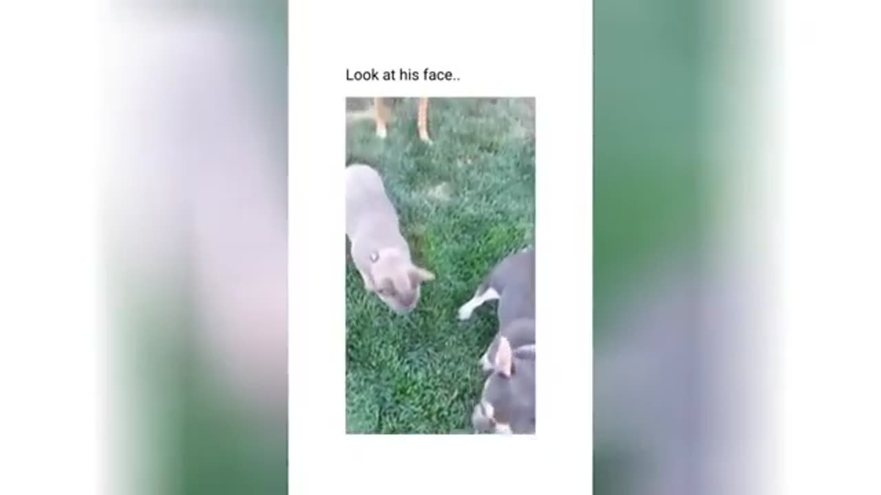 Compilation New Funniest Cat Videos 😹 You laugh You Lose 🤣 Best of Funny Cat Videos