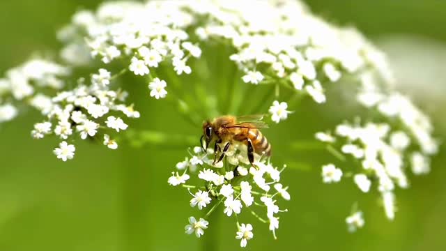 The little bee is so cute