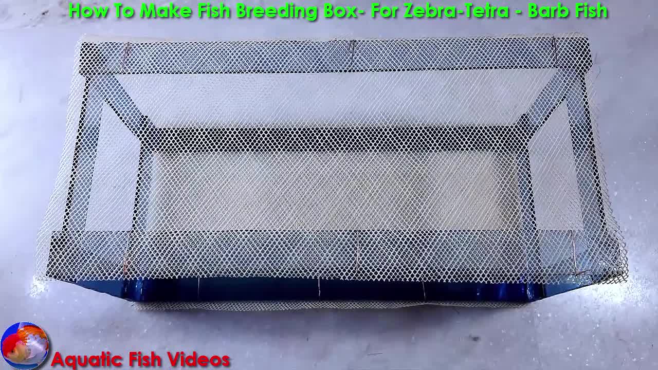 How To Make Fish Breedin Box- For Zebra - Tetra - Barb Fish