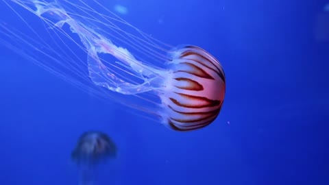 Jellyfish in aquarium