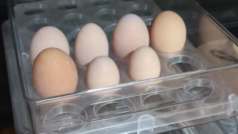 Cannon Farm - New Chicken Eggs #chicken #farm #homestead #homesteading #egg #eggs