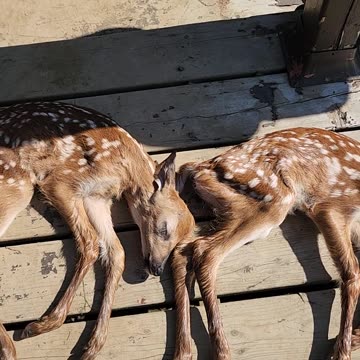 Coyotes partie 3....les oetits