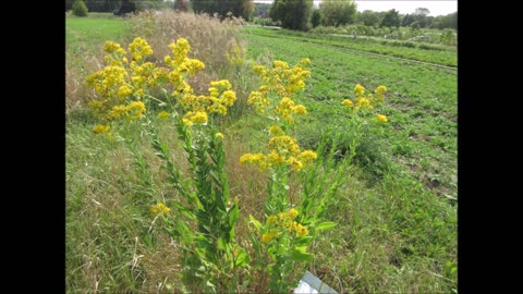 Favorite Of Monarch Butterflies Stiff Goldenrod Sept 2022