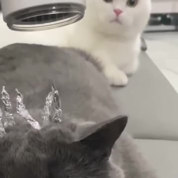 cute cat funny reaction.....