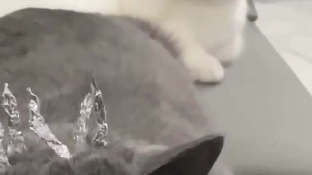 cute cat funny reaction.....