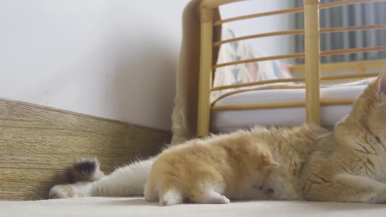 Tiny Kitten Pudding is crying to find mother cat